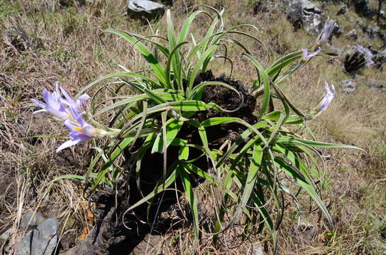 Image de Xerophyta villosa (Baker) L. B. Sm. & Ayensu