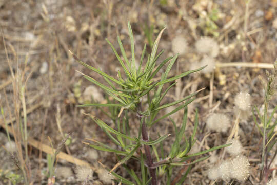 Image of Plantago sect. Psyllium