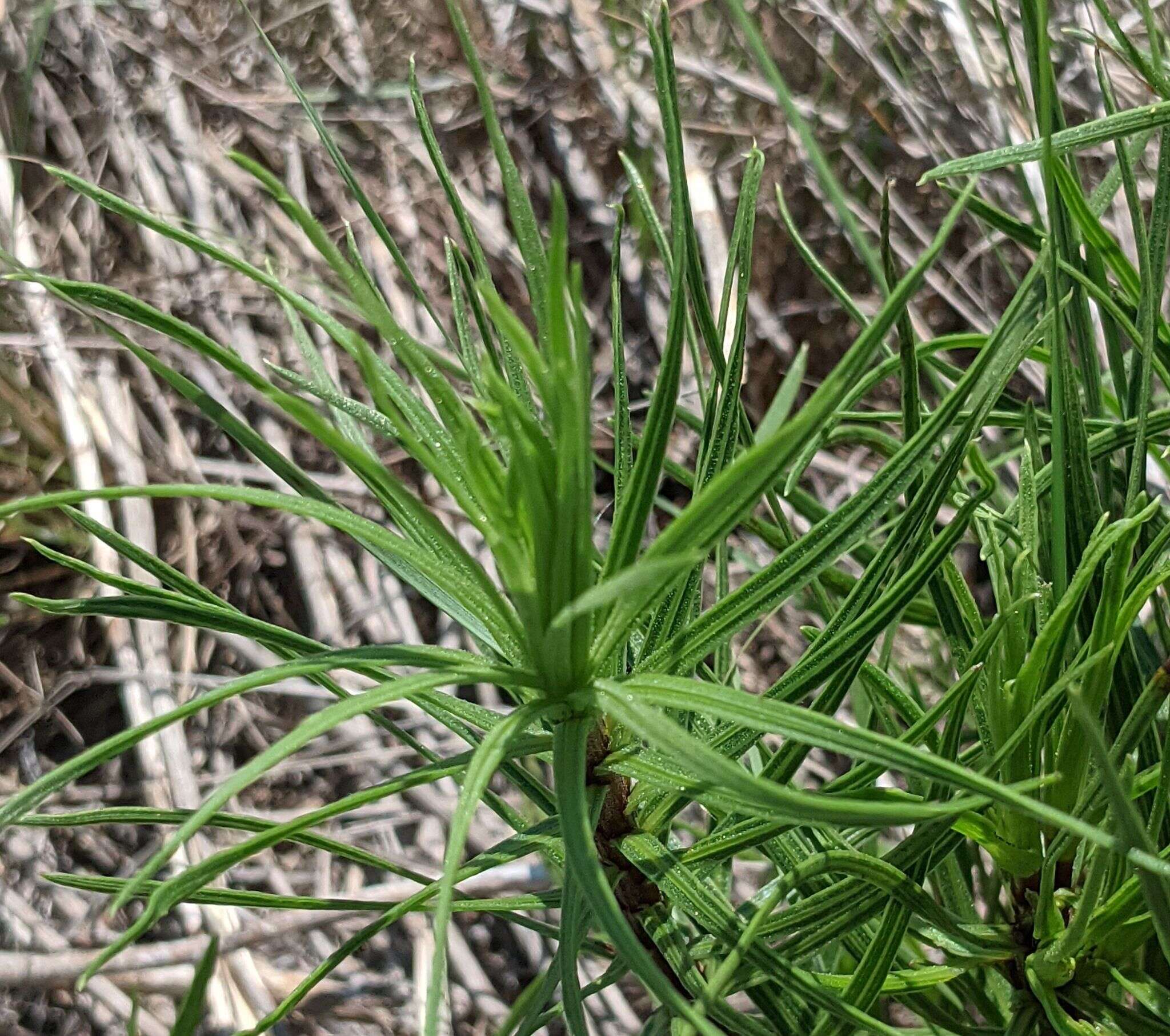 Image of glandular blazing star