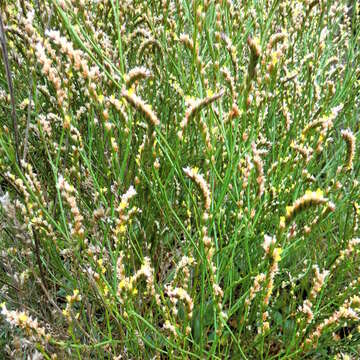 Image of Limonium australe var. australe