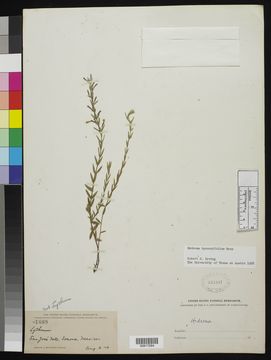 Image of <i>Hedeoma hyssopifolium</i> A. Gray