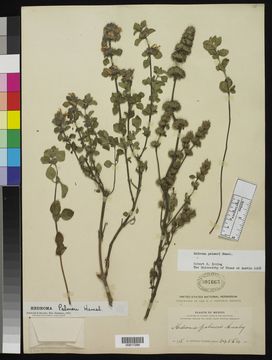 Image of <i>Hedeoma palmeri</i> Hemsl.