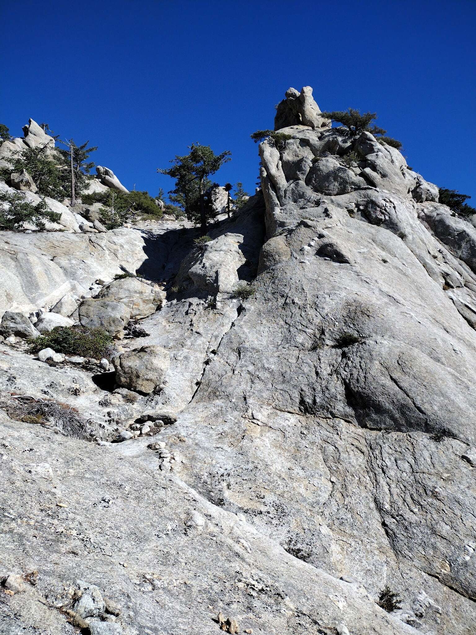 Image of Tahquitz mousetail