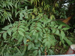 Image of Tetradium glabrifolium (Champ. ex Benth.) T. G. Hartley