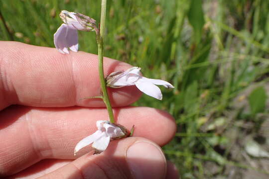 Image of foldear lobelia