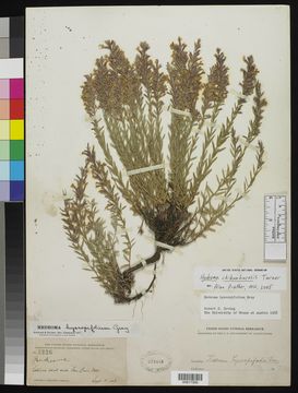 Image of <i>Hedeoma chihuahuensis</i> (Henrard) B. L. Turner