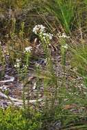 Image of Conospermum taxifolium C. F. Gaertner