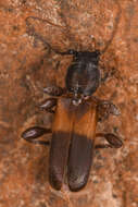 صورة Phymatodes dimidiatus (Kirby 1837)