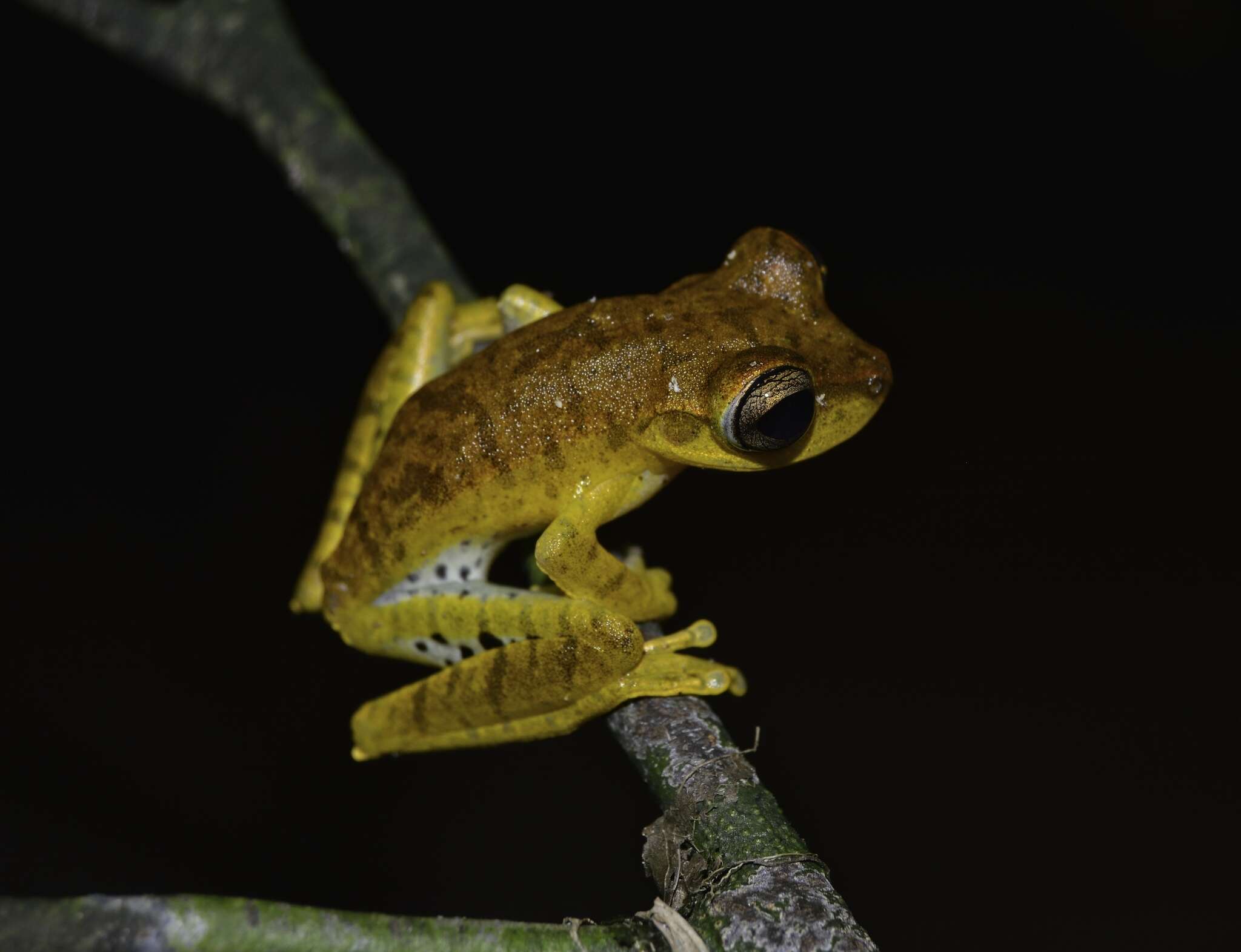 Image of Gunther's Banded Treefrog