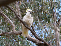 Image of Cacatua galerita galerita (Latham 1790)