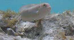 Image of Slippery Dick