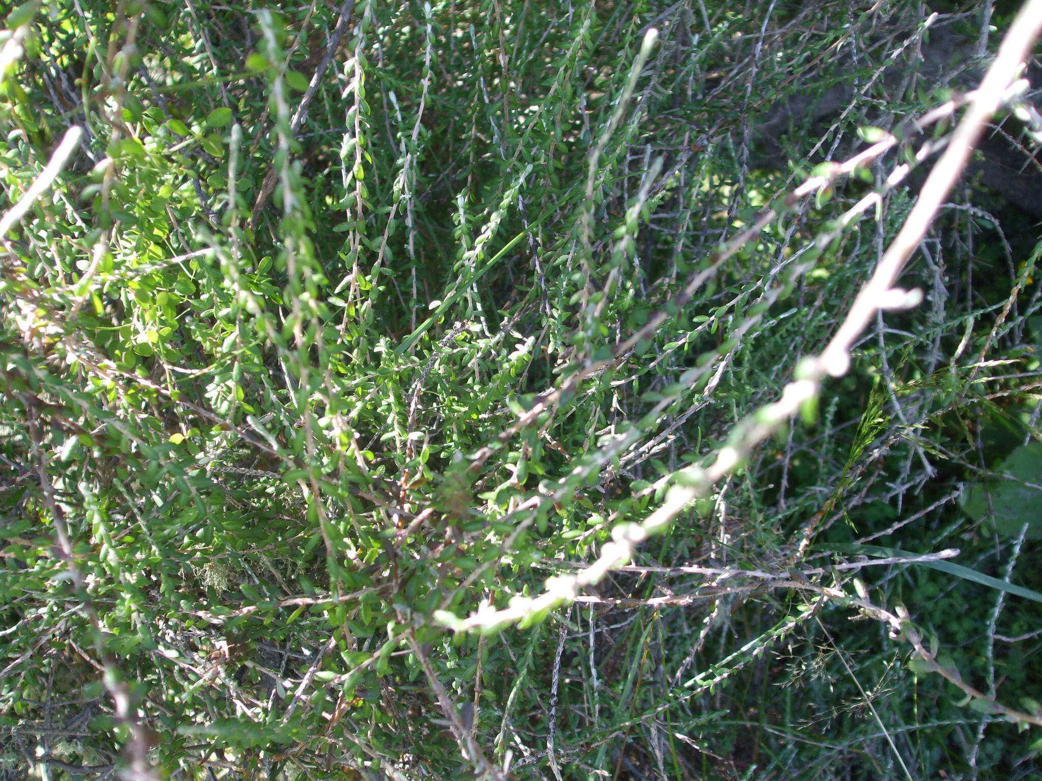 Image de Ozothamnus dimorphus (Cockayne) A. A. Anderberg