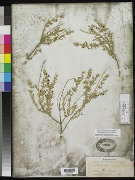Image of frosted mint