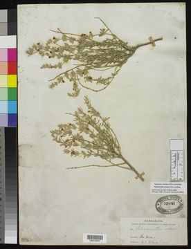 Image of frosted mint