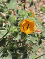 Image of Calliopsis subalpina Cockerell 1894