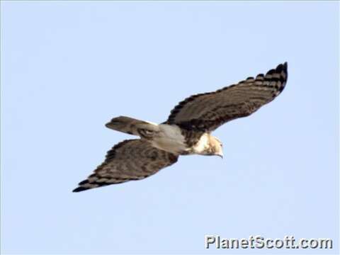 Image of Madagascan Cuckoo-Hawk