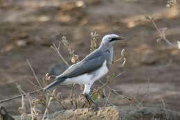 Image of Fischer's Starling