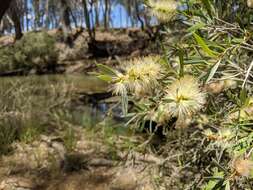 Sivun Callistemon paludosus F. Müll. kuva