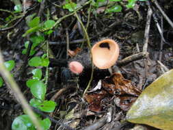 Image of Cookeina tricholoma (Mont.) Kuntze 1891