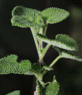 Image of Salvia aspera M. Martens & Galeotti