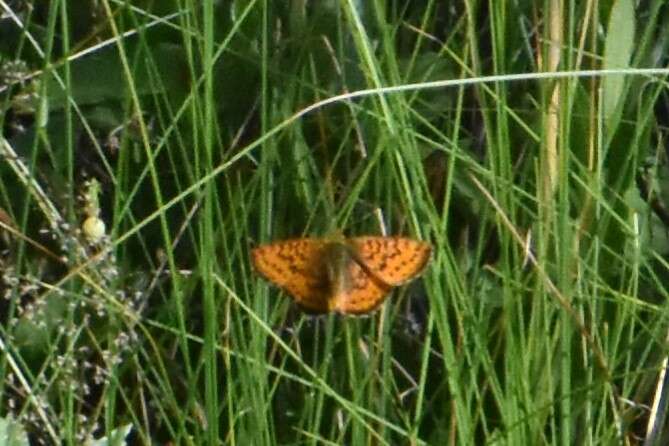 Image of cranberry fritillary