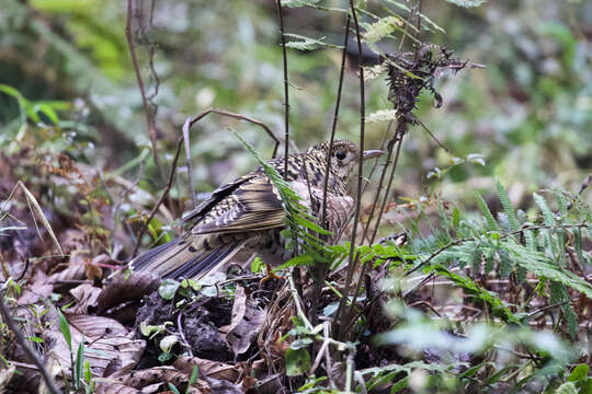 Image of Scaly Thrush