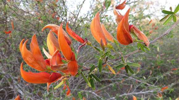 Image of Chadsia grevei Drake