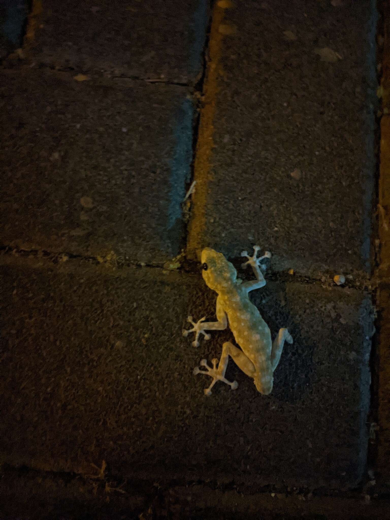 Image of Fan-fingered gecko