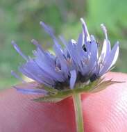 Jasione laevis subsp. carpetana (Boiss. & Reut.) Rivas Mart.的圖片