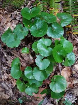 Image of Asarum rosei Sinn