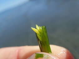 صورة Zostera japonica Asch. & Graebn.