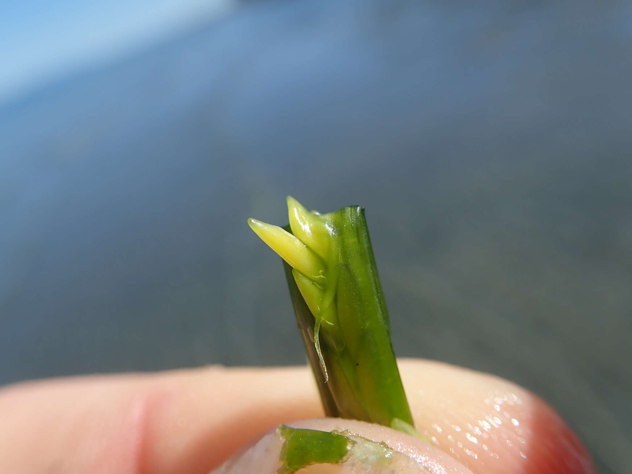 صورة Zostera japonica Asch. & Graebn.