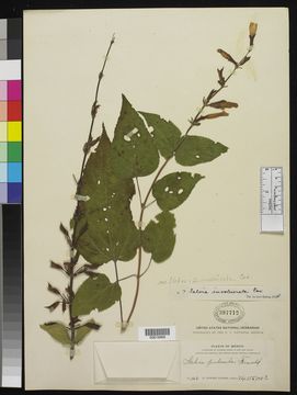 Image of Rosyleaf Sage
