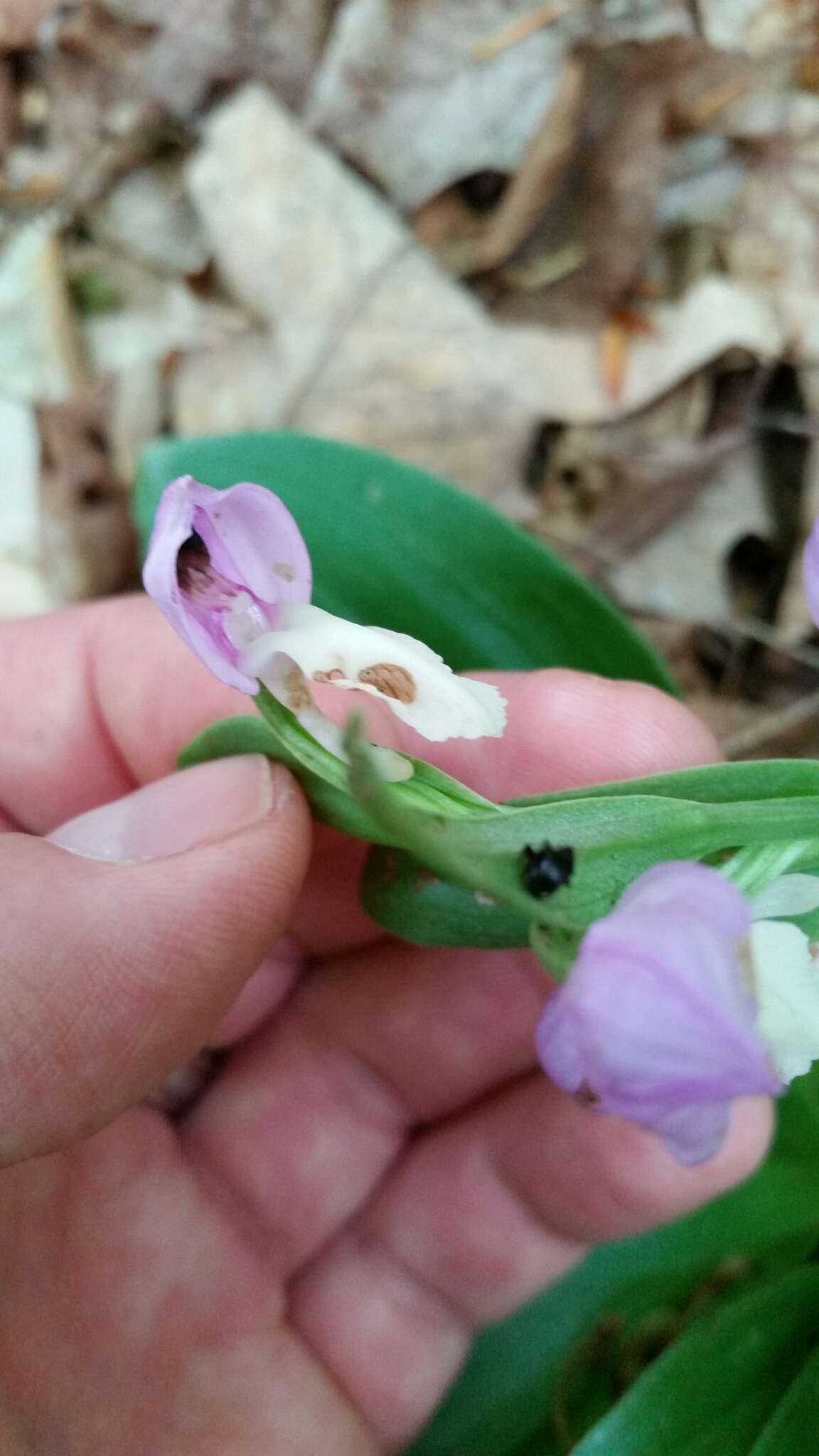 Plancia ëd Galearis spectabilis (L.) Raf.