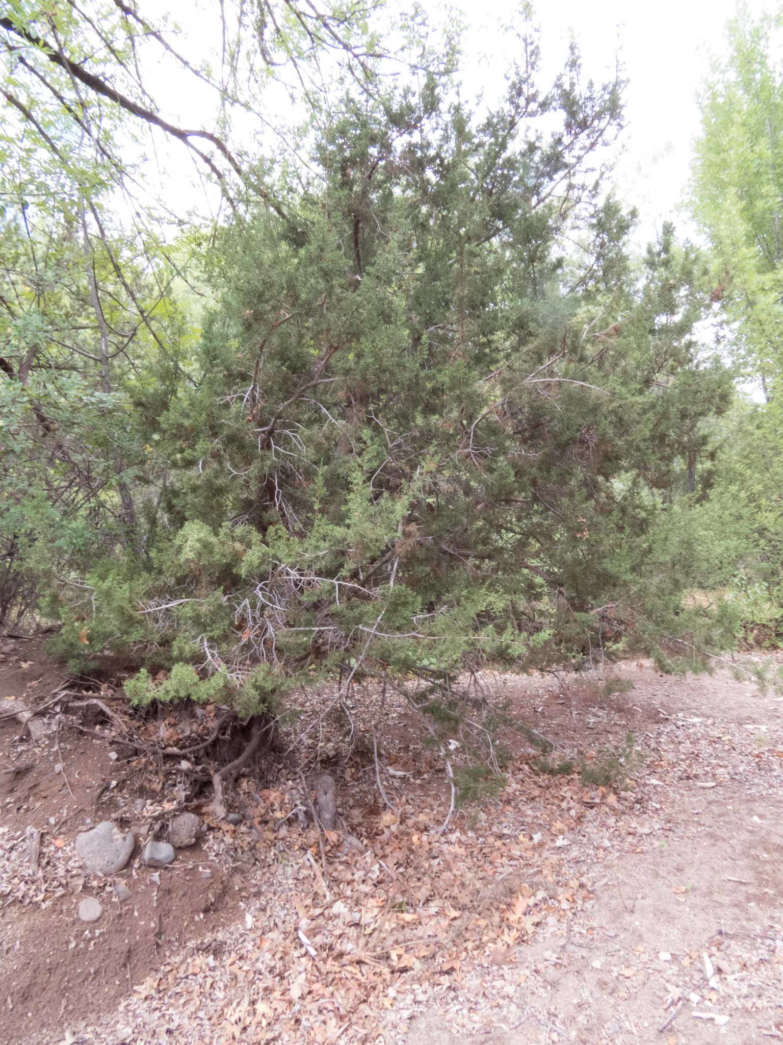 Image of Arizona Juniper