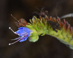 Imagem de Echium candicans L. fil.