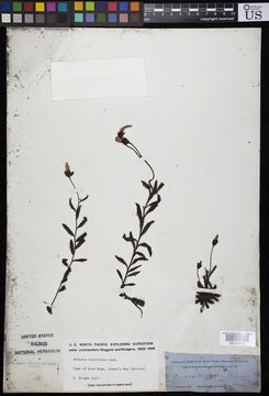 Image of <i>Drosera cistiflora</i> L.
