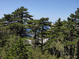 Image of Pinus nigra subsp. dalmatica (Vis.) Franco