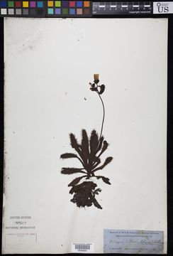 Image of <i>Drosera hilaris</i> Cham. & Schlechtd.