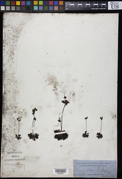 Image of <i>Drosera trinervia</i> Spreng.
