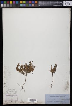 Image of <i>Cayratia debilis</i> (Bak.) Suess.