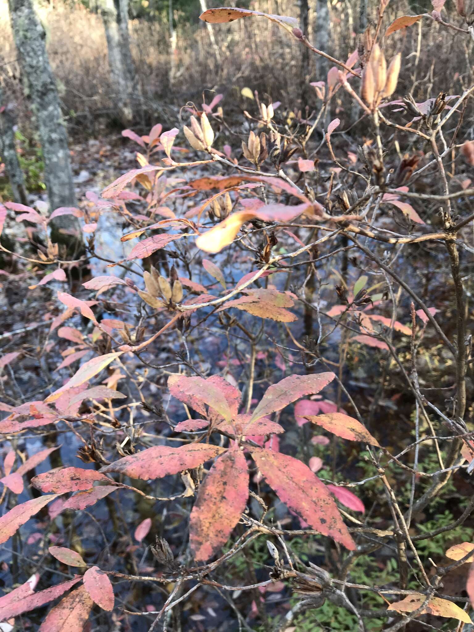 Слика од Rhododendron canadense (L.) Britton, Stern & Pogg.