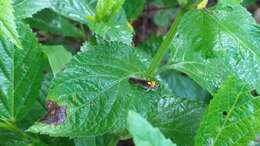 Слика од Acrogonia flavoscutellata (Signoret 1855)