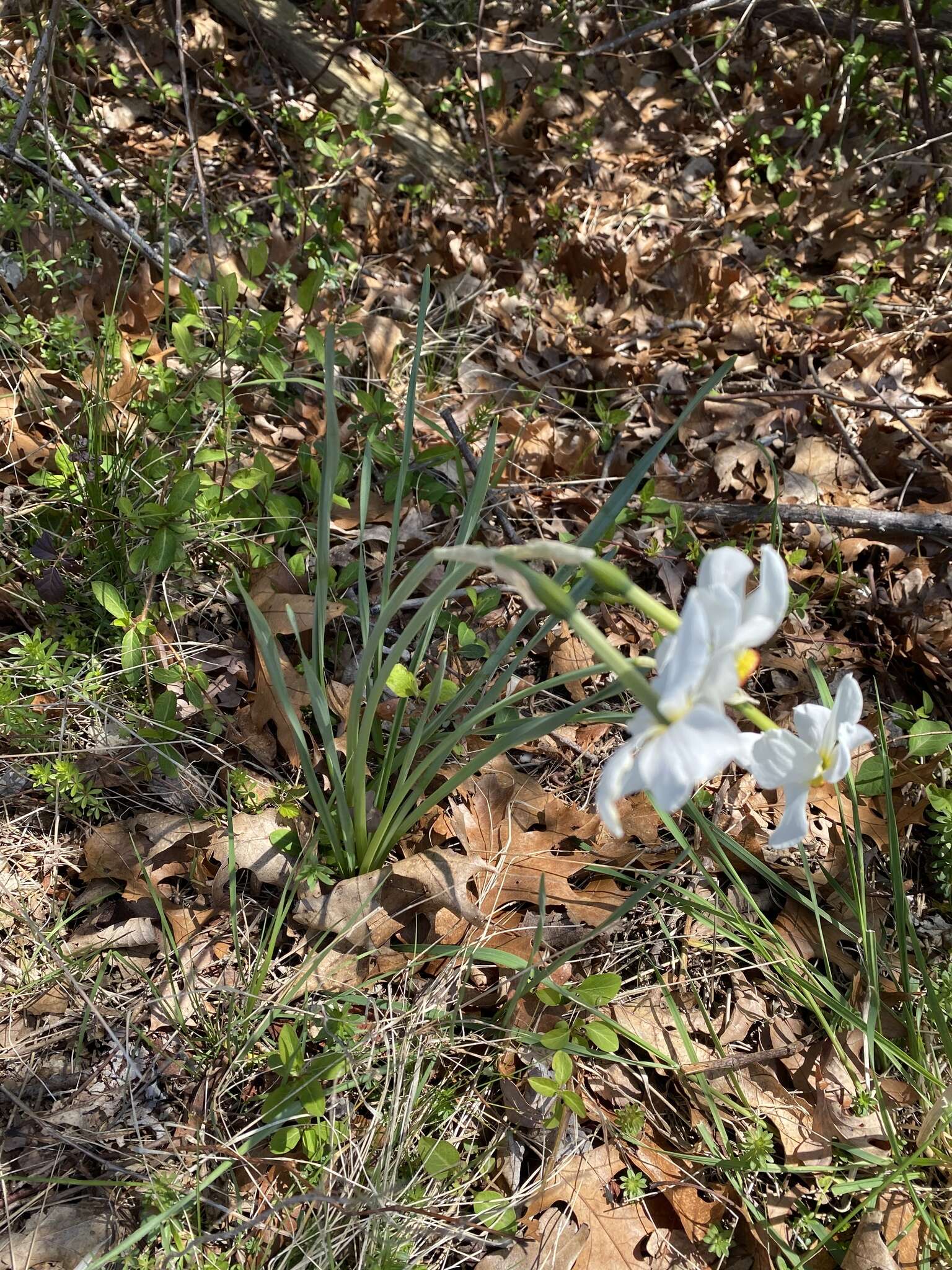 Narcissus poeticus subsp. poeticus resmi