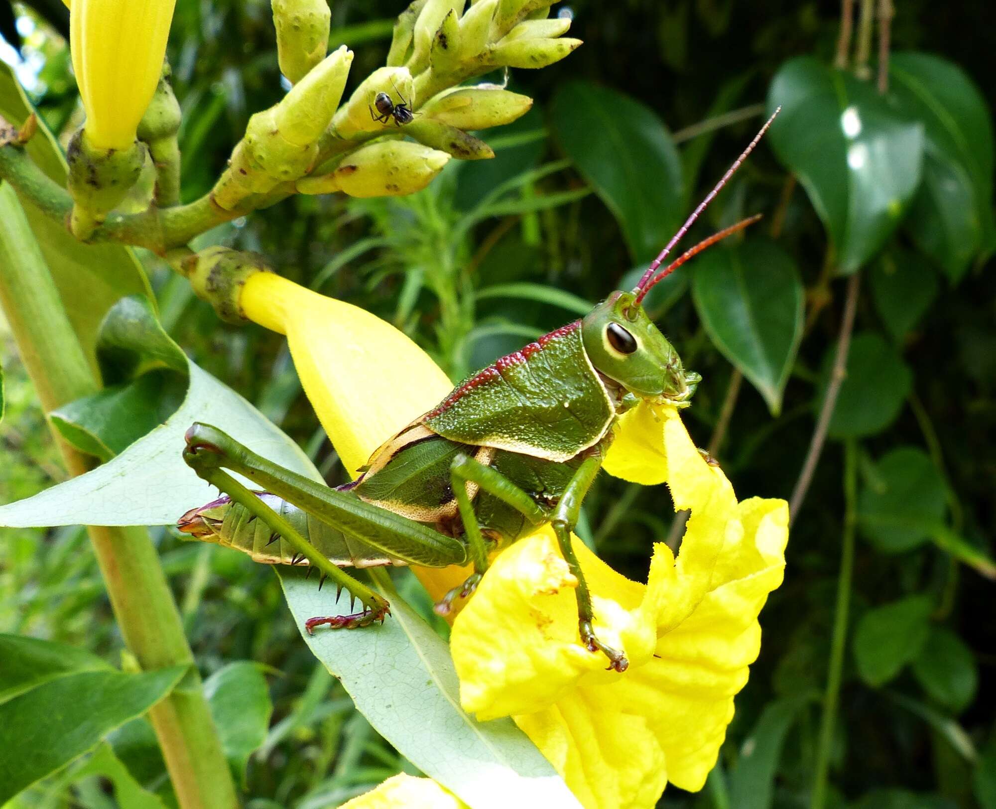 Plancia ëd Staleochlora arcuata iguazuensis Roberts, H. R. & Carbonell 1992