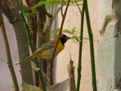 Image of Little Weaver