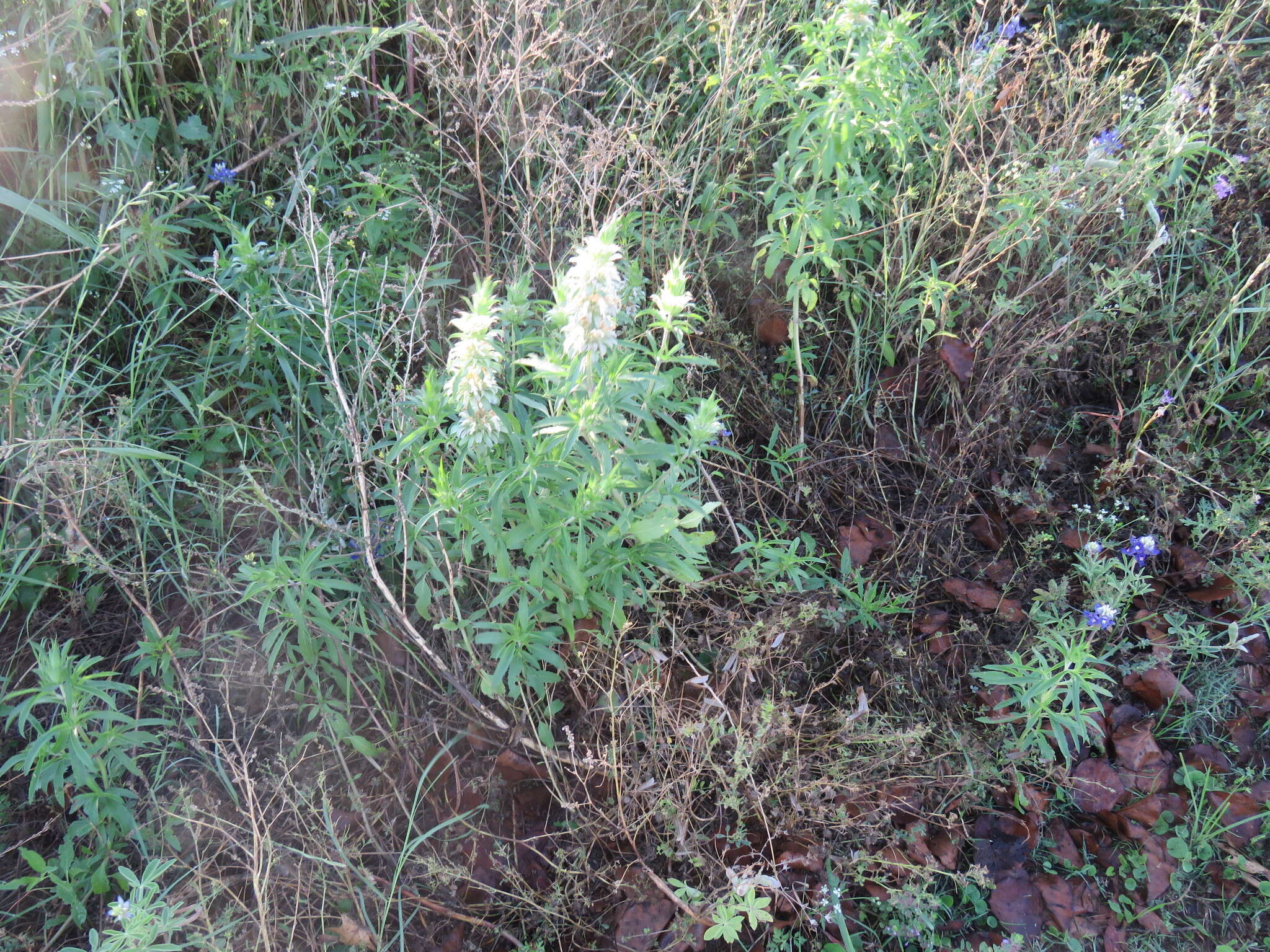 Monarda citriodora var. citriodora resmi