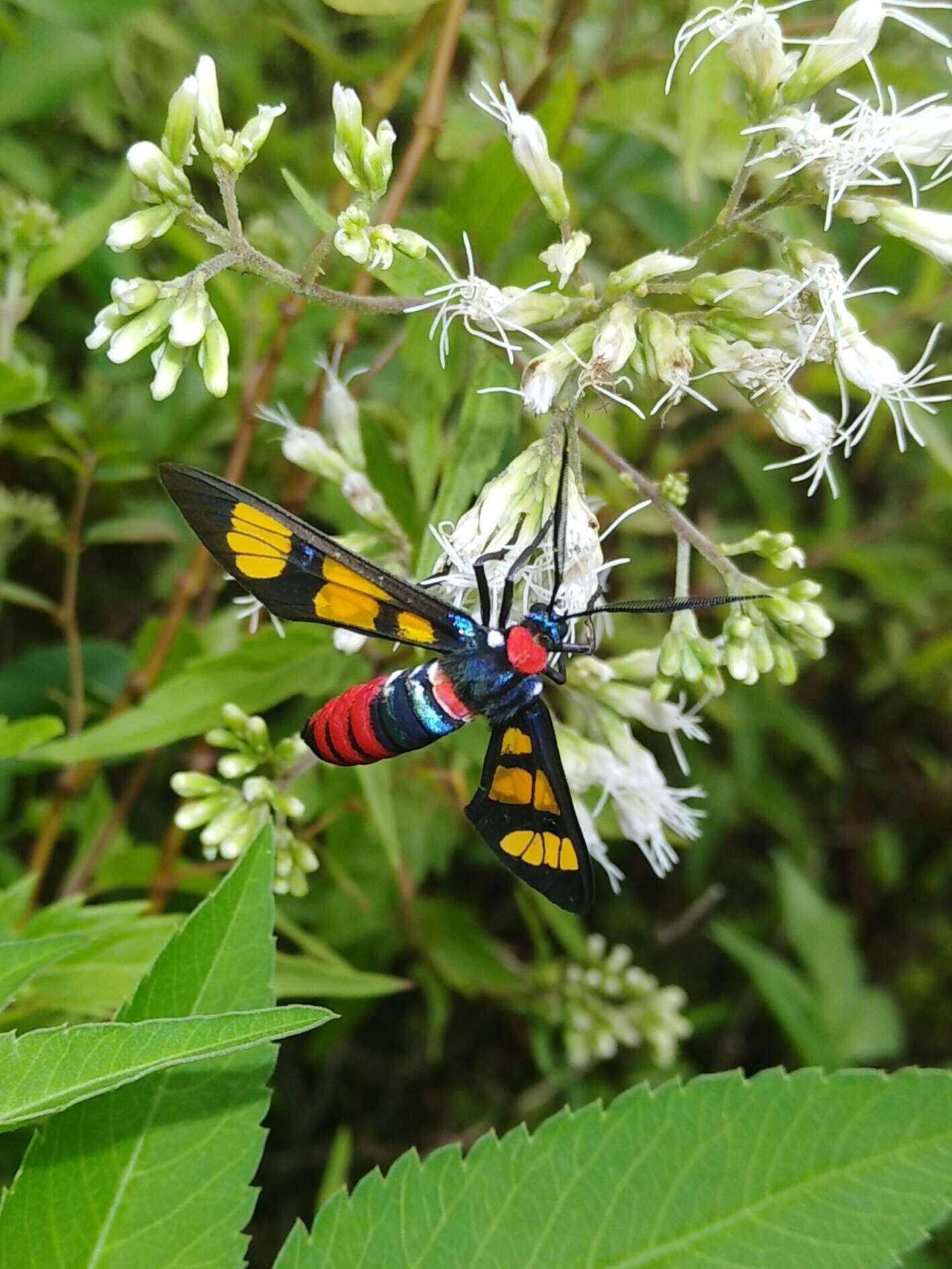 Image of <i>Euchromia elegantissima</i>