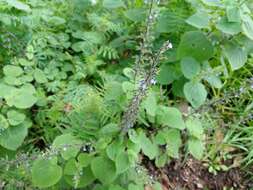 Imagem de Salvia tiliifolia Vahl