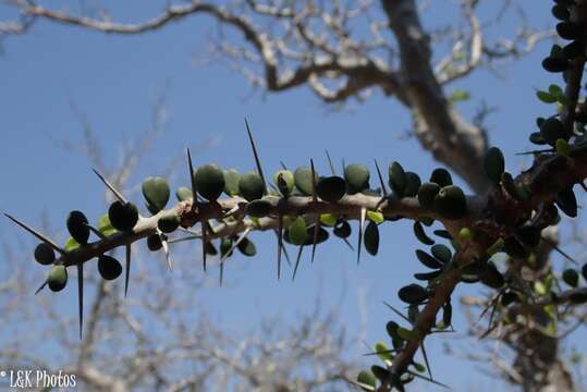 Image of Alluaudia comosa (Drake) Drake